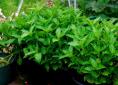 Japanese Indigo plants in greenhouse - blue natural dye plant Japanese Indigo plants in greenhouse - blue natural dye plant