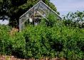Stand of Madder dye plants - natural dyes Stand of Madder dye plants - natural dyes