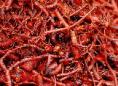 Growing & harvesting the natural dye madder - Rubia tinctoria