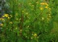 Tansy plants - a yellow natural dye plant