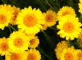 chamomile flowers - yellow colours - natural dyes