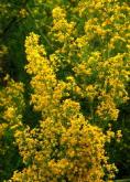 Ladies Bedstraw - red natural dye plant